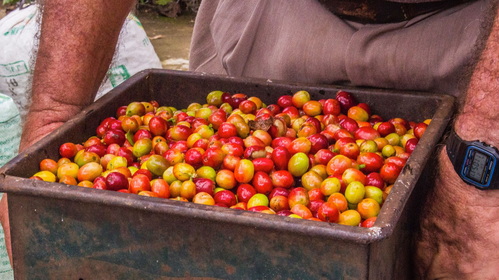 Don Juan Coffee & Chocolate tour (Day Tour) FIND My Costa Rica