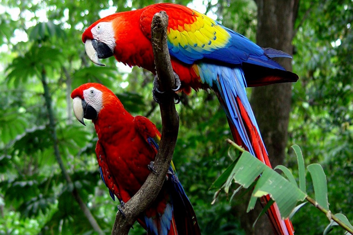 Carara National Park Flora & Fauna Tour in Costa Rica