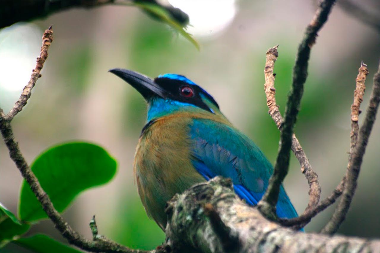 Curi-Cancha-Reserve-Hiking-Trails-Birdwatching-02 Hanging bridges Costa Rica
