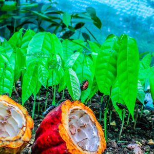 Don Juan Coffee and Chocolate Tour in Monteverde