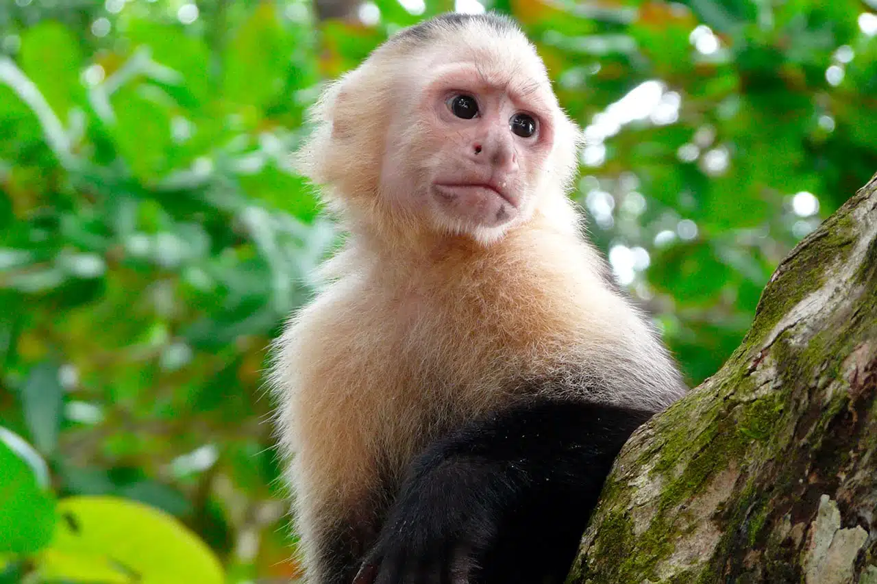 Nature-Wildlife-Float-04 rafting-costa-rica