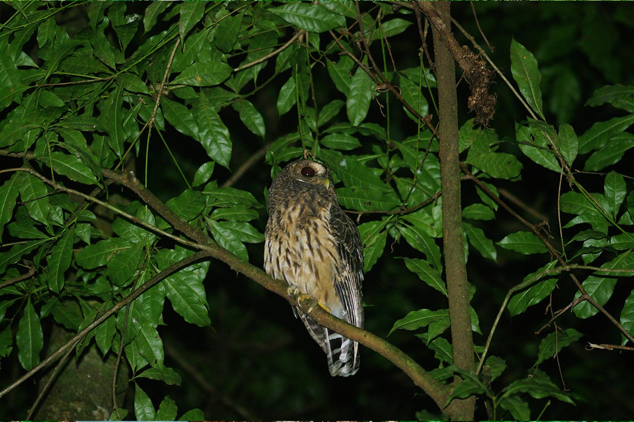 Book a tour with Find My Costa Rica and see spiders, owls, and other wildlife in action!