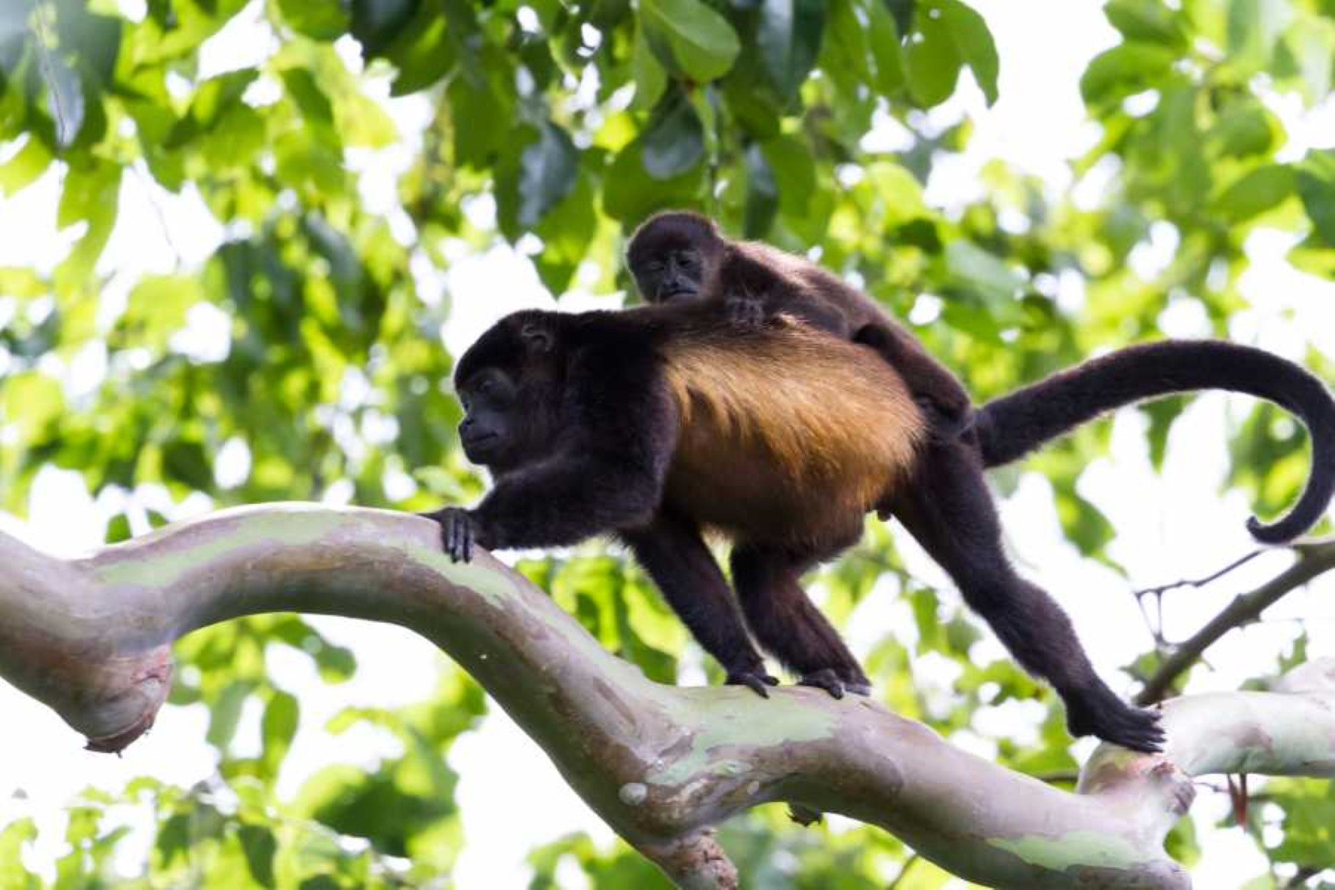 Rincon de la Vieja National Park Guided Hike