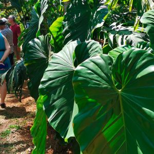 (x) Vanilla Spice Plantation Tour