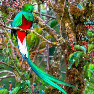 Monteverde Cloud Forest Biological Reserve Guided Hike