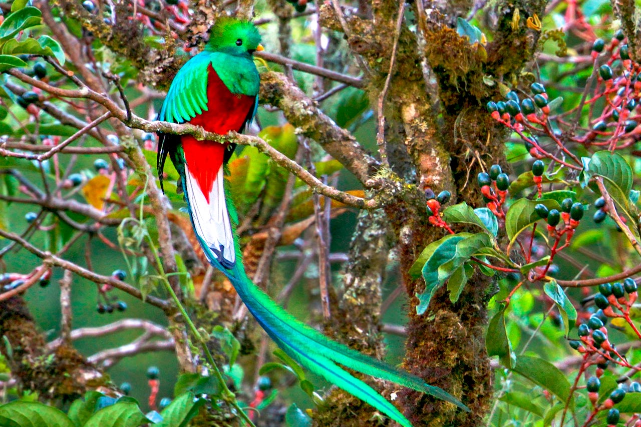 Hanging bridges Costa Rica