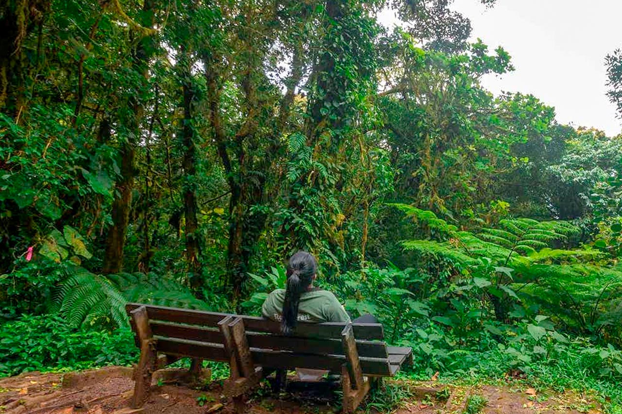 Welcome to Monteverde, a natural wonder in Central America.