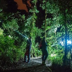 Night Walk in Monteverde Cloud Forest