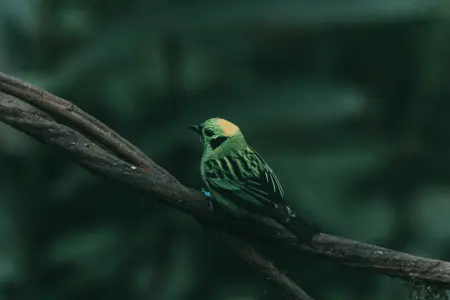 Guided Walk in El Silencio Cloud Forest | Hidden Nature of Costa Rica