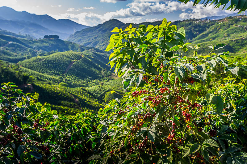 Embark on an unforgettable journey as you visit a coffee farm in Costa Rica!