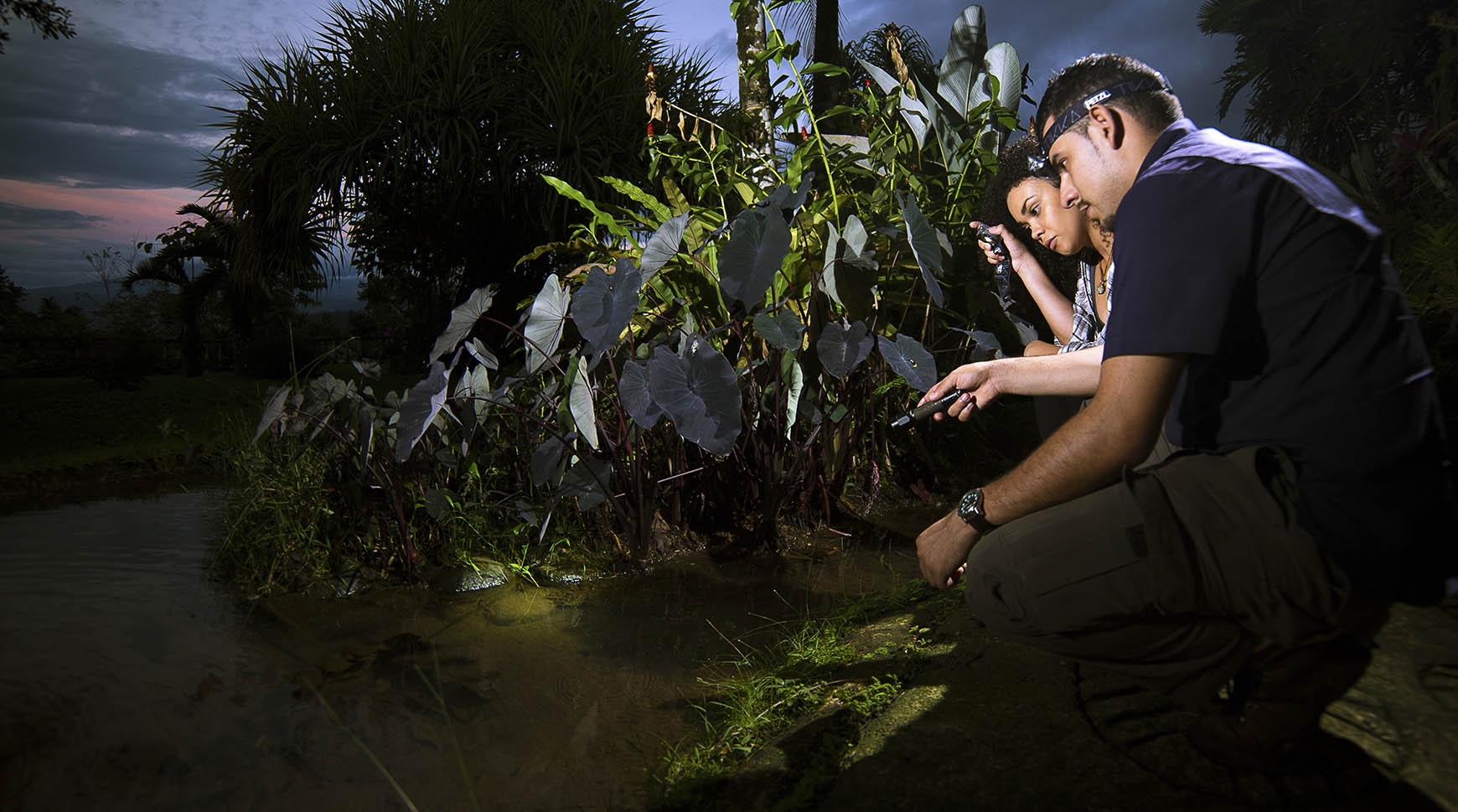 Discover the secrets of the rainforest after sunset with a night tour.