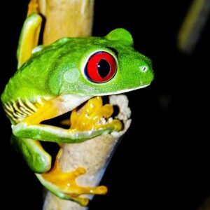 Jungle Night Guided Walk Tour from Manuel Antonio