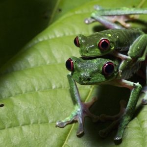 Twilight & Night Jungle Tour in La Fortuna