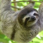 Sloth tour Costa Rica