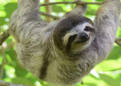 Sloth tour Costa Rica