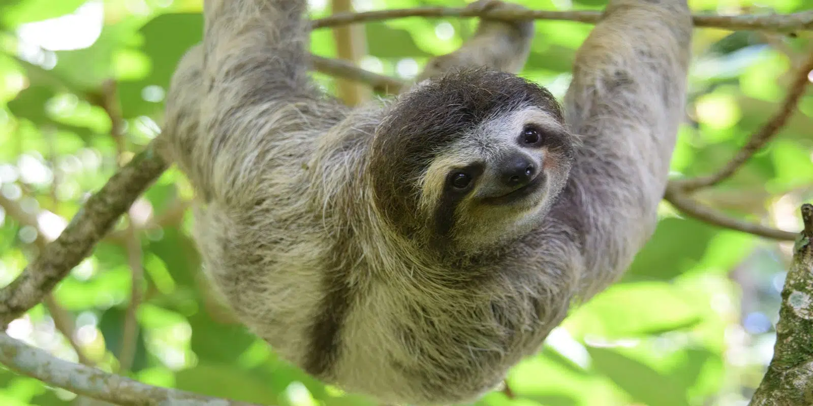 Sloth tour Costa Rica