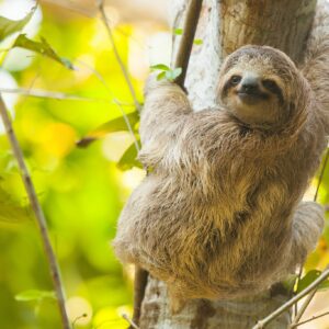 Sloths in Costa Rica