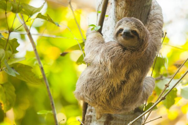 Sloths in Costa Rica