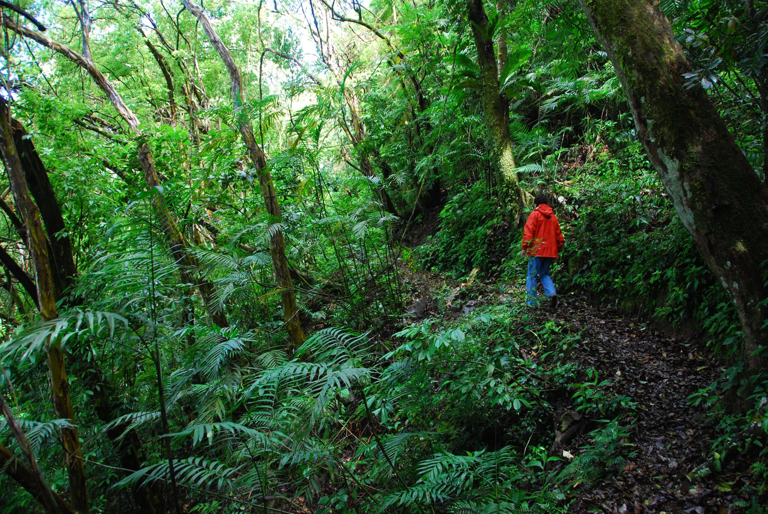 Enjoy the serene surroundings and immerse yourself in the natural beauty of the cloud forest!