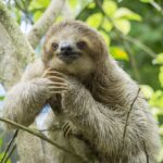 Sloth- Costa Rica