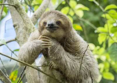 Sloth- Costa Rica