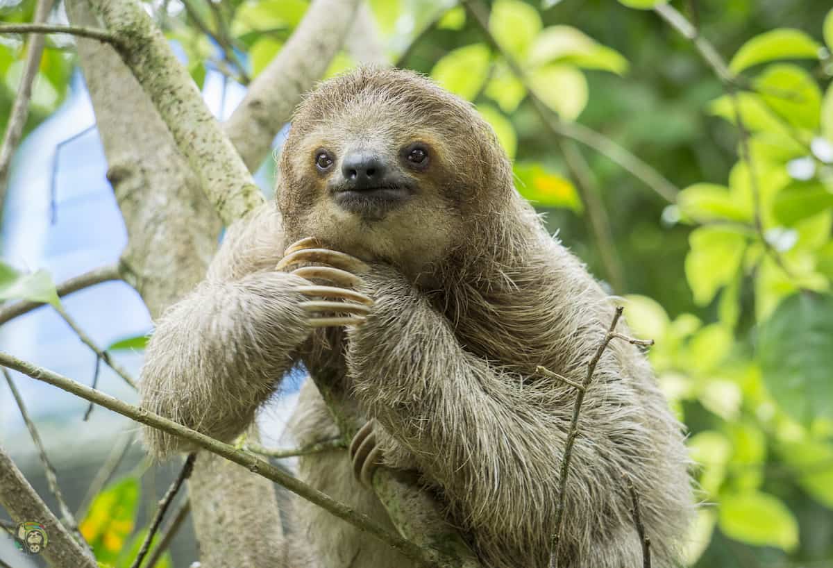 Sloth- Costa Rica