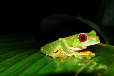 Free Day in Monteverde