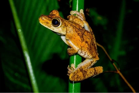Choose Your Manuel Antonio Adventure