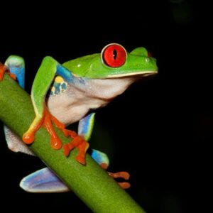 Night Walk Tour from Manuel Antonio