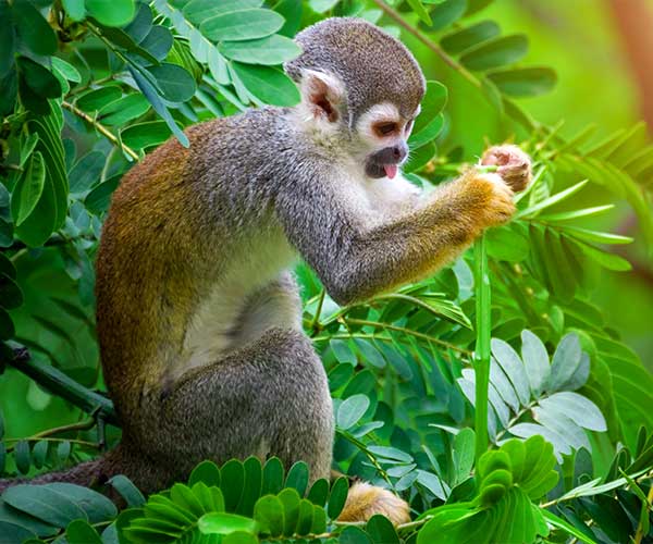 animals-in-Costa-Rica