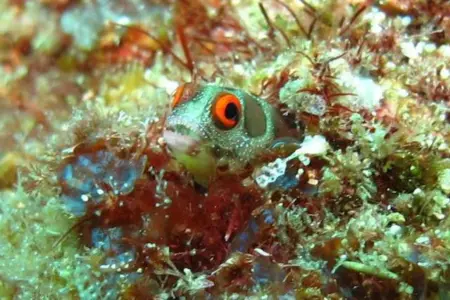 Discover Scuba Diving in Playa Hermosa Costa Rica