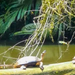 Turtles basking on a log by the river in Costa Rica