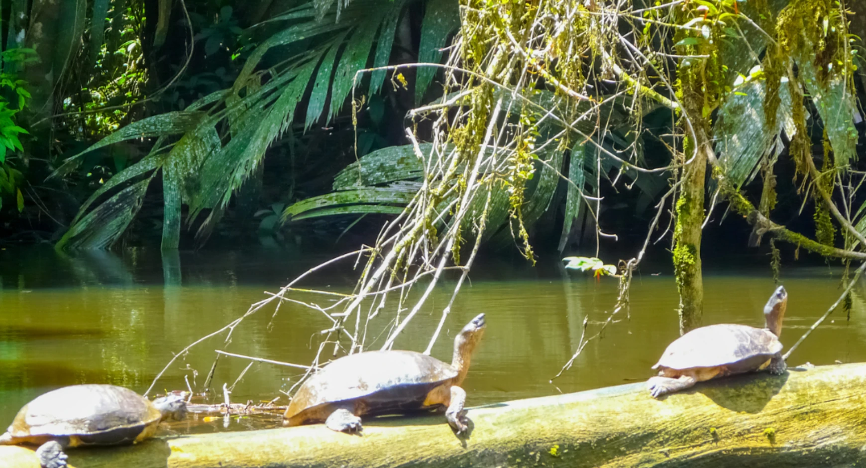 Turtles basking on a log by the river in Costa Rica