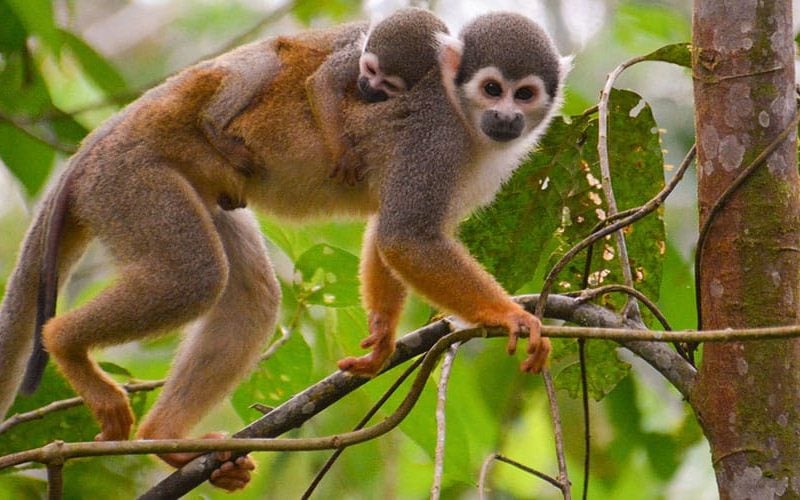 mono titi manuel antonio