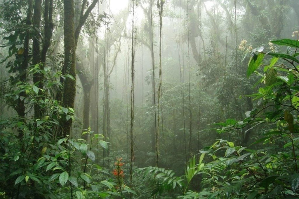 Journey to Monteverde Cloud Forest