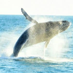 Whale Watching Tour from Manuel Antonio