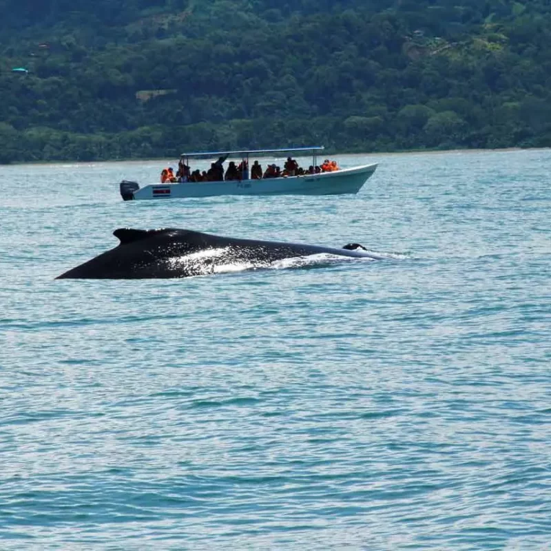 whale watching tour manuel antonio