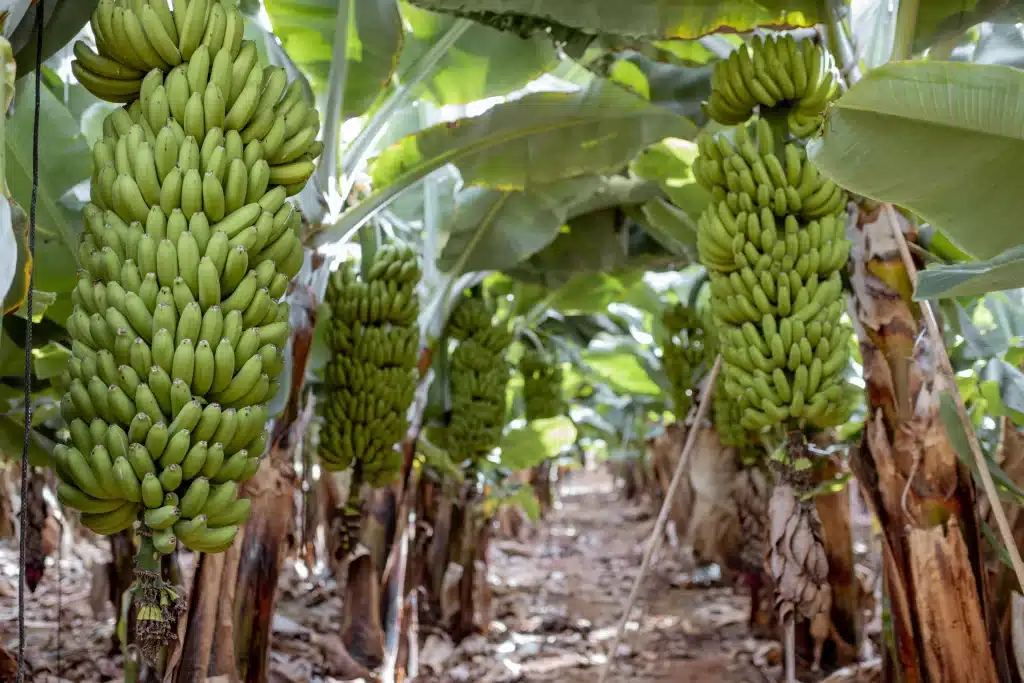 How important is a banana plantation? Costa Rica is the third largest banana exporter in the world.