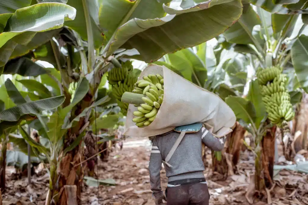 Learn more about banana production practices in Costa Rica.