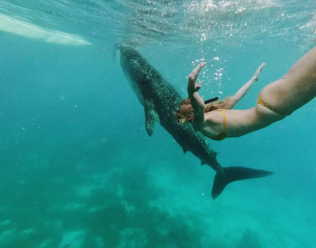 You can enjoy whale watching during the rainy season in Costa Rica.