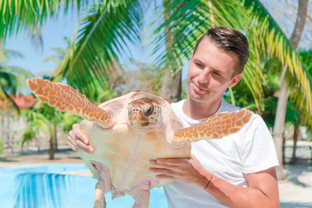 You can enjoy watching tutles hatch during the green season in Costa Rica.