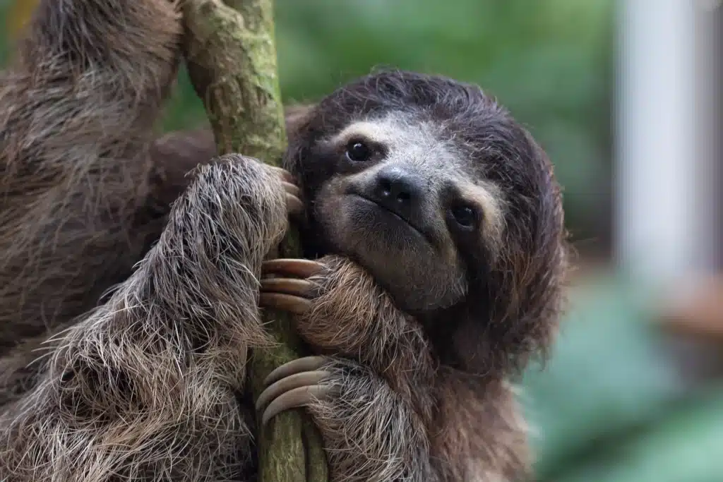 The sloth is now a national symbol of Costa Rica.