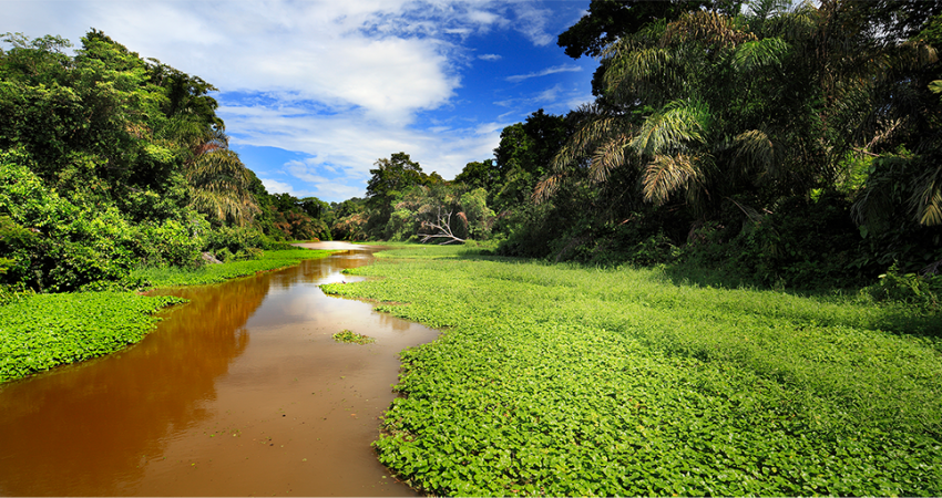 Tortuguero