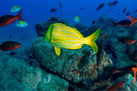 Snorkeling and Hike at Cahuita Park