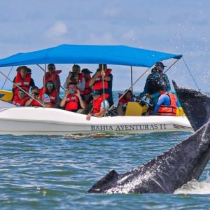 Combo Tour (Whale & Dolphin)