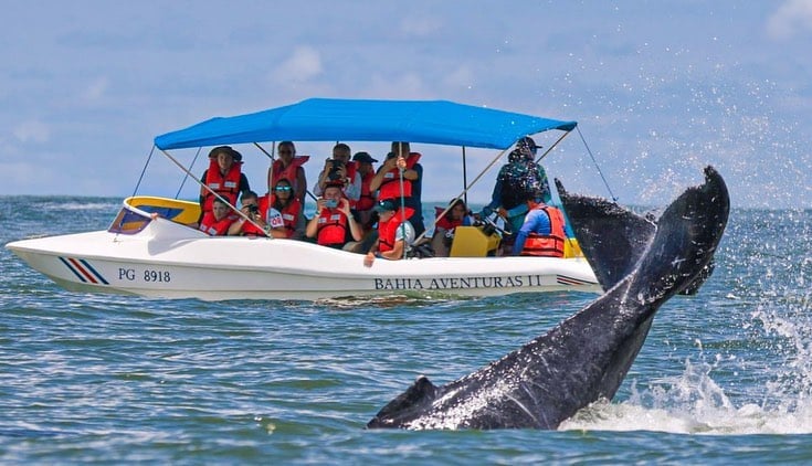 Whale Watching (1) Hanging bridges Costa Rica