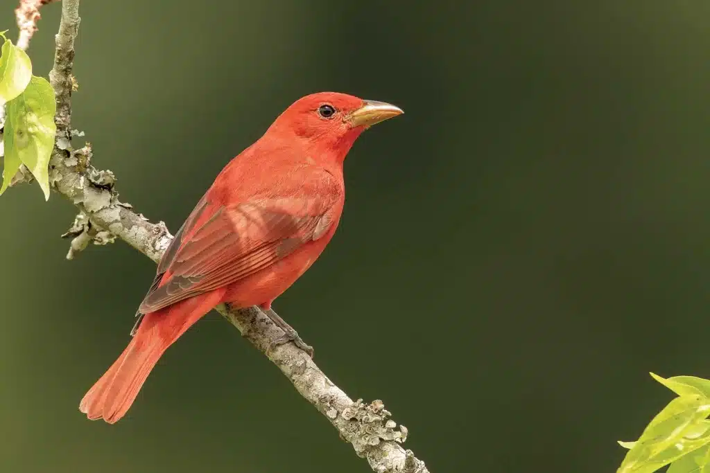 Costa Rica Summer Tanager