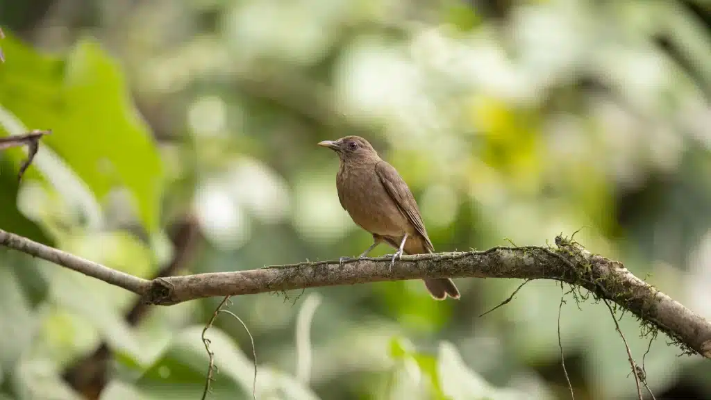 Yigüirro is the national bird of costa rica