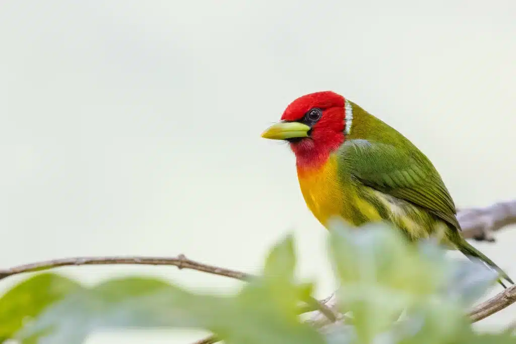 Costa Rica Red-Headed Barbet