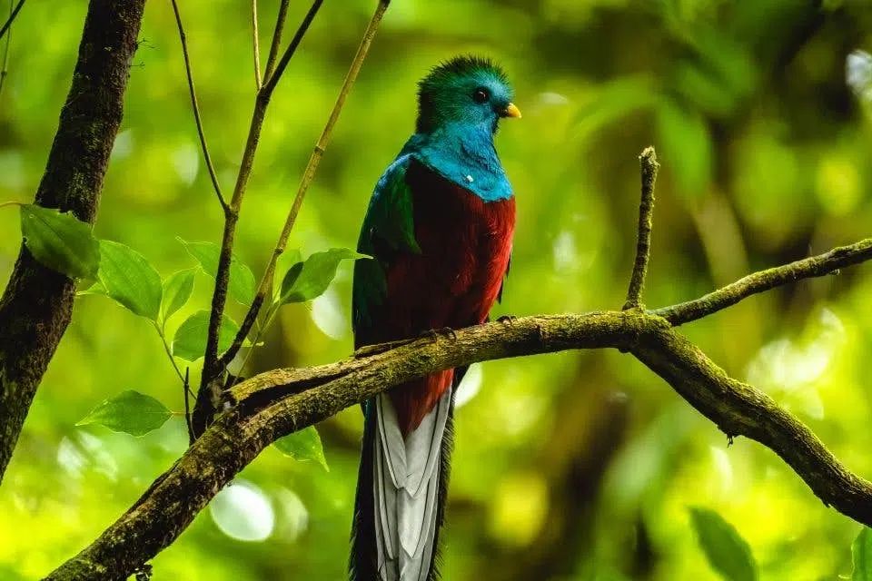 birds-of-costa-rica-13 rafting-costa-rica